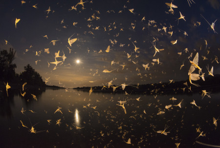 Potyó Imre - Holdtánc