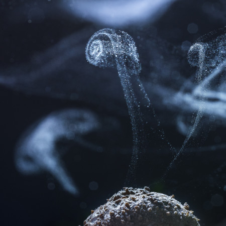 Potyó Imre - Spóracsiga