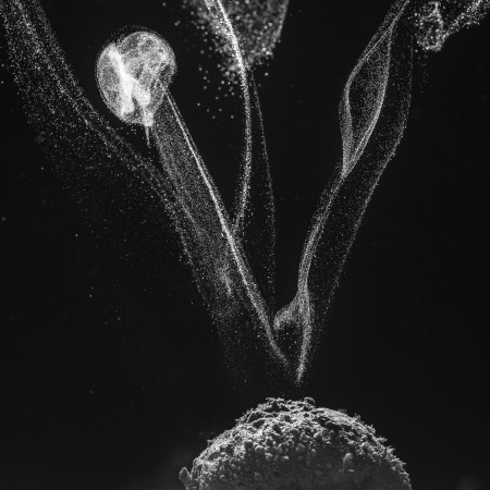 Potyó Imre - Spórakorona