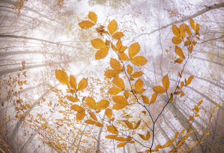 Potyó Imre - Színes karok