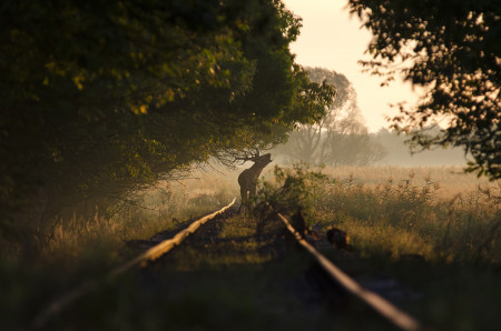 Prisznyák Tibor - A hangos vasutas