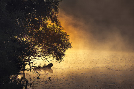 Roll Péter - Aranyköd