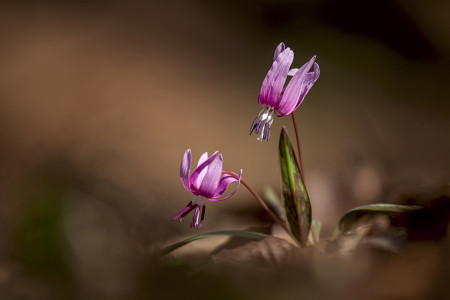 Roll Péter - Kakasok