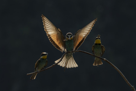 Roll Péter - Olimpia