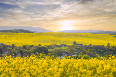 Sarkadi-Szabó Eszter - Repceföld a naplementében