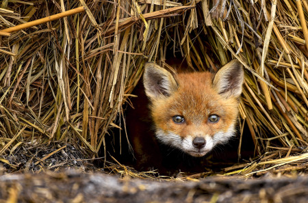 Simon Győző - A legvagányabb kölyök az alomból