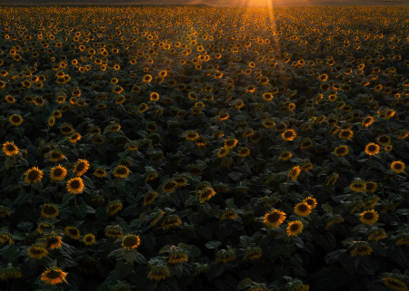 Szabó Irma - Napraforgók