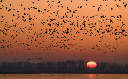 Szakolczai Krisztina - Téli vendégek