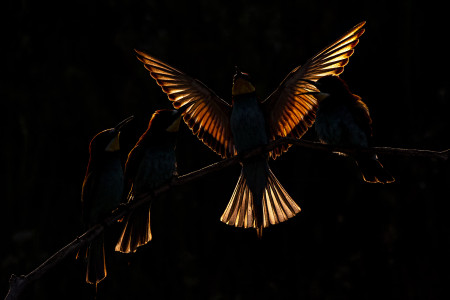 Szűcs Boldizsár - Eljövetel