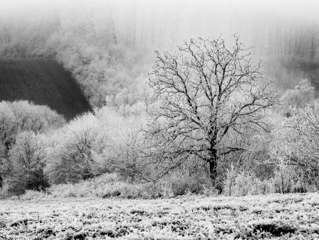 Török Máté - Álmodó gyökerek