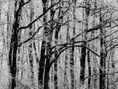 Török Máté - Csipkébe öltözött