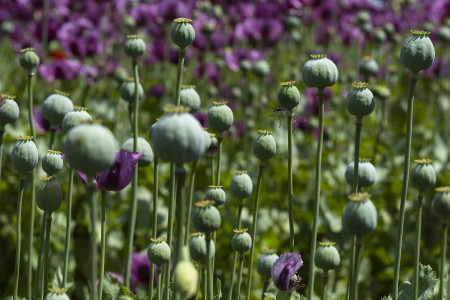 Török Máté - Mák dimenziók