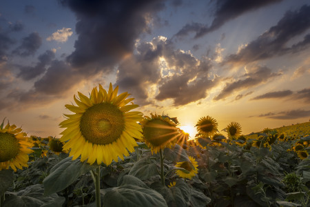 Várkonyi Zsófia - Jó éjszakát, szépségem!