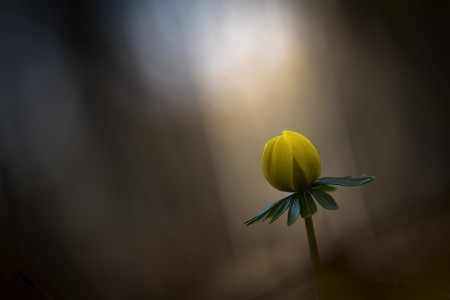 Vida István Tamás - Téltemető