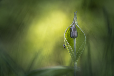 Vida István Tamás - Legyeskedő