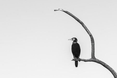 Vida István Tamás - Őrszem