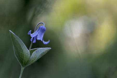 Vida István Tamás - Réti Iszalag