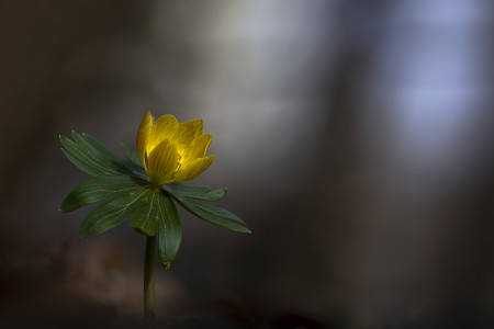 Vida István Tamás - Téltemető