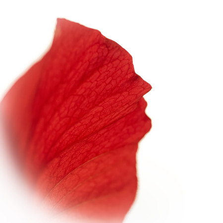 Vizúr János - Vértanú