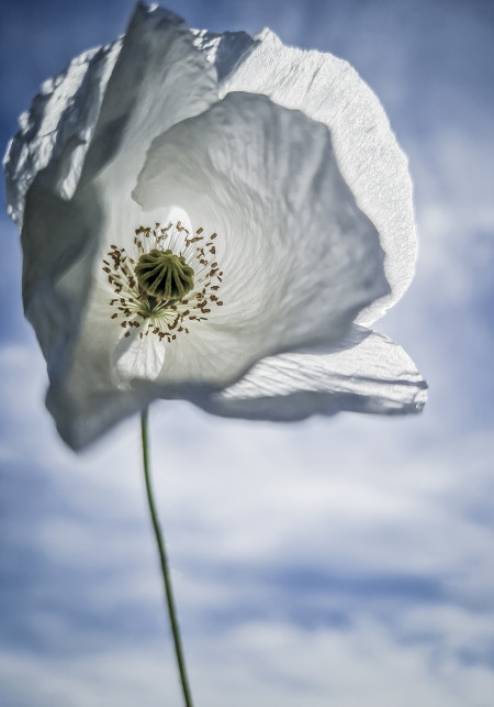 Vörös Adrienn - Széllel szemben