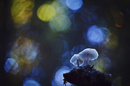 Dr. Papp Viktória - A meseerdő csodái