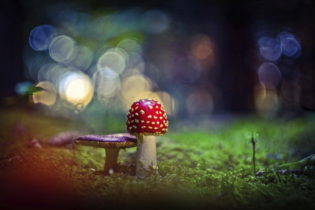 Dr. Papp Viktória - Közeli barátság